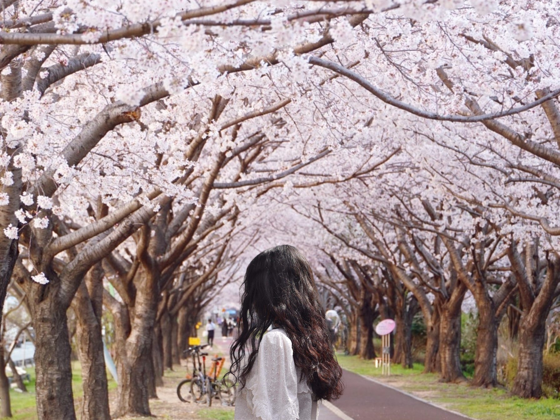 Busan City Cherry Blossom Tour with Top Attractions