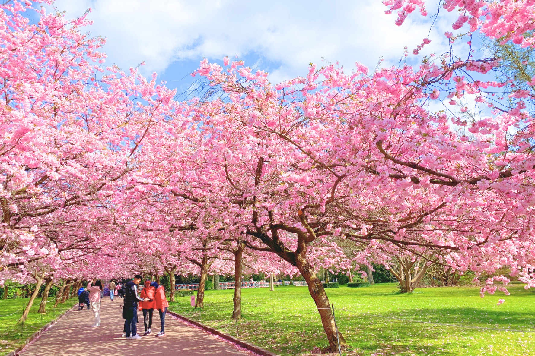 [東京櫻花季] 代代木公園或飛鳥山公園櫻花野餐半日遊