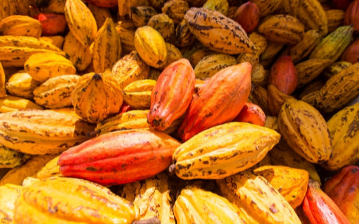 色彩繽紛、飽滿豐收的可可豆莢，正等待加工處理。