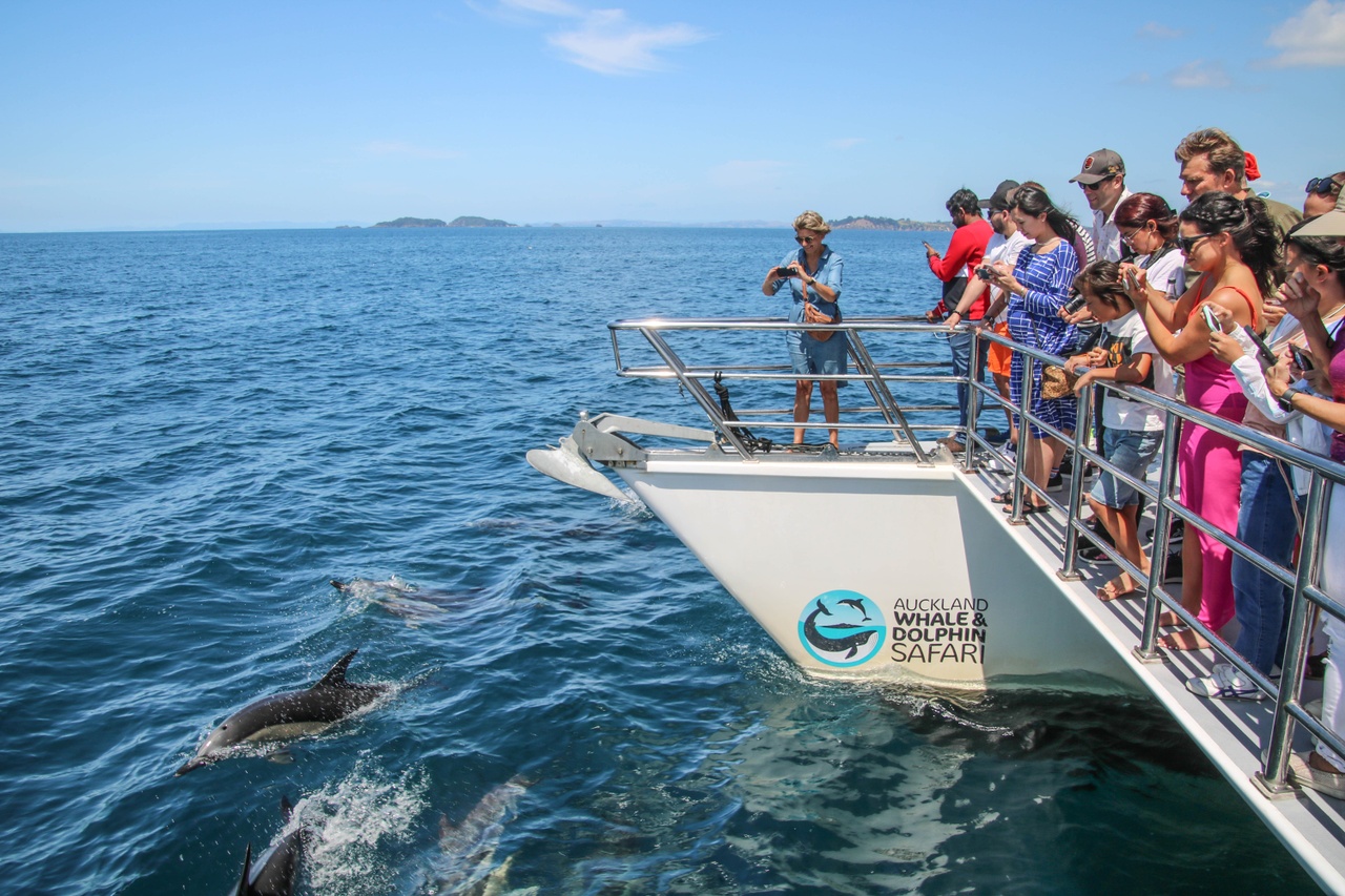 奧克蘭觀鯨海豚遊船 (Auckland Whale and Dolphin Safari Cruise)