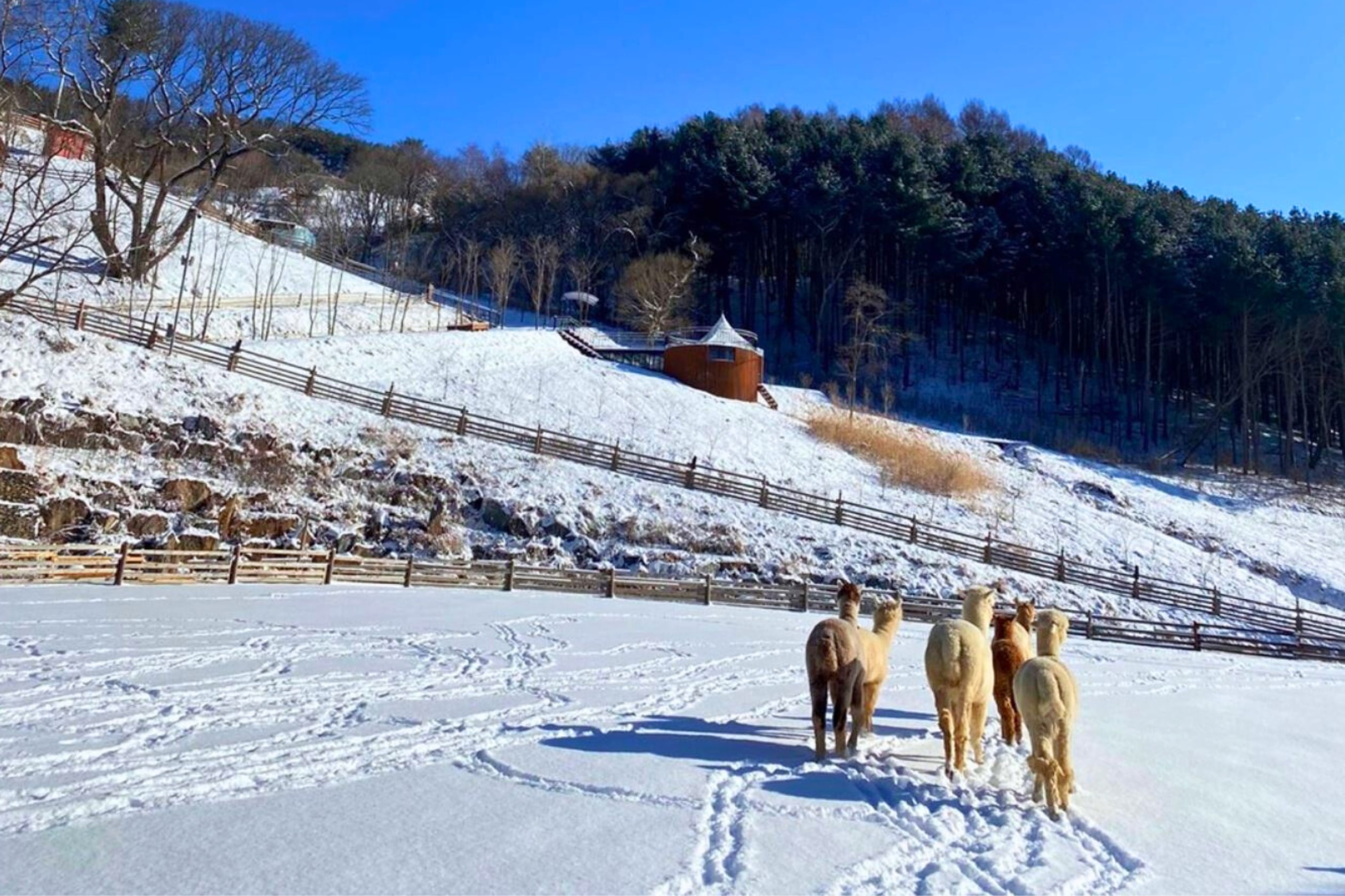 羊駝牧場 / 南怡島 / 江村鐵路自行車 / 晨靜樹木園 / 樂高樂園 /  塗鴉秀 / 猛男秀一日遊