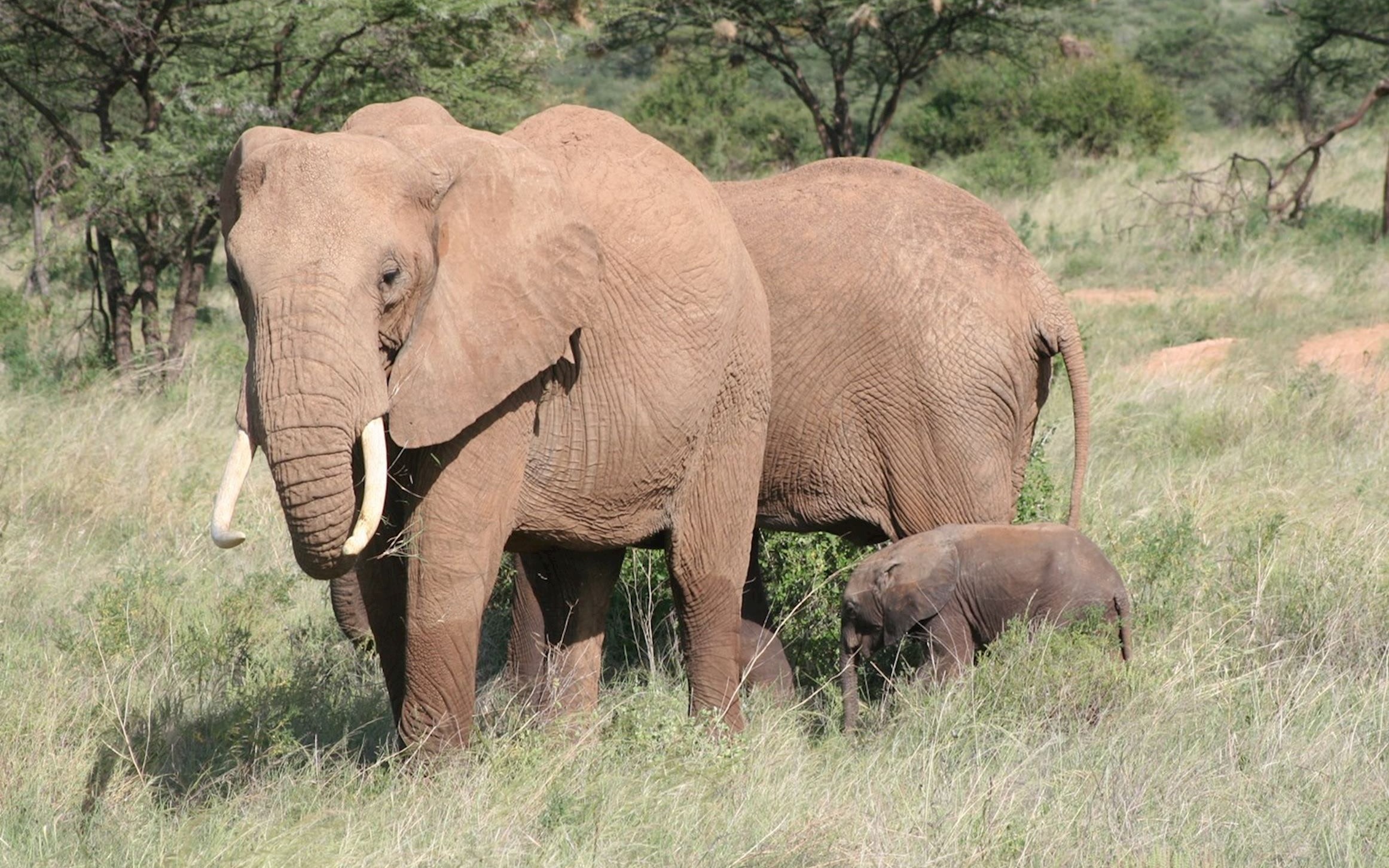 Kenya Wildlife Adventure: Maasai Mara & Lakes 6-Day Tour