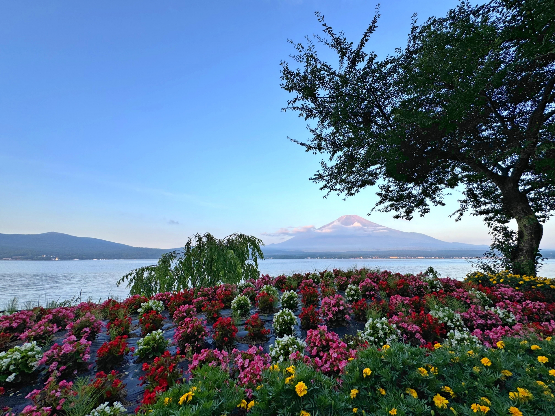 【富士山羅森便利店打卡及雙湖一日遊】 -富士山洞窟鳴澤冰穴, 河口湖，山中湖(上野或新宿出發  午餐可選神戶牛肉涮涮鍋定食)