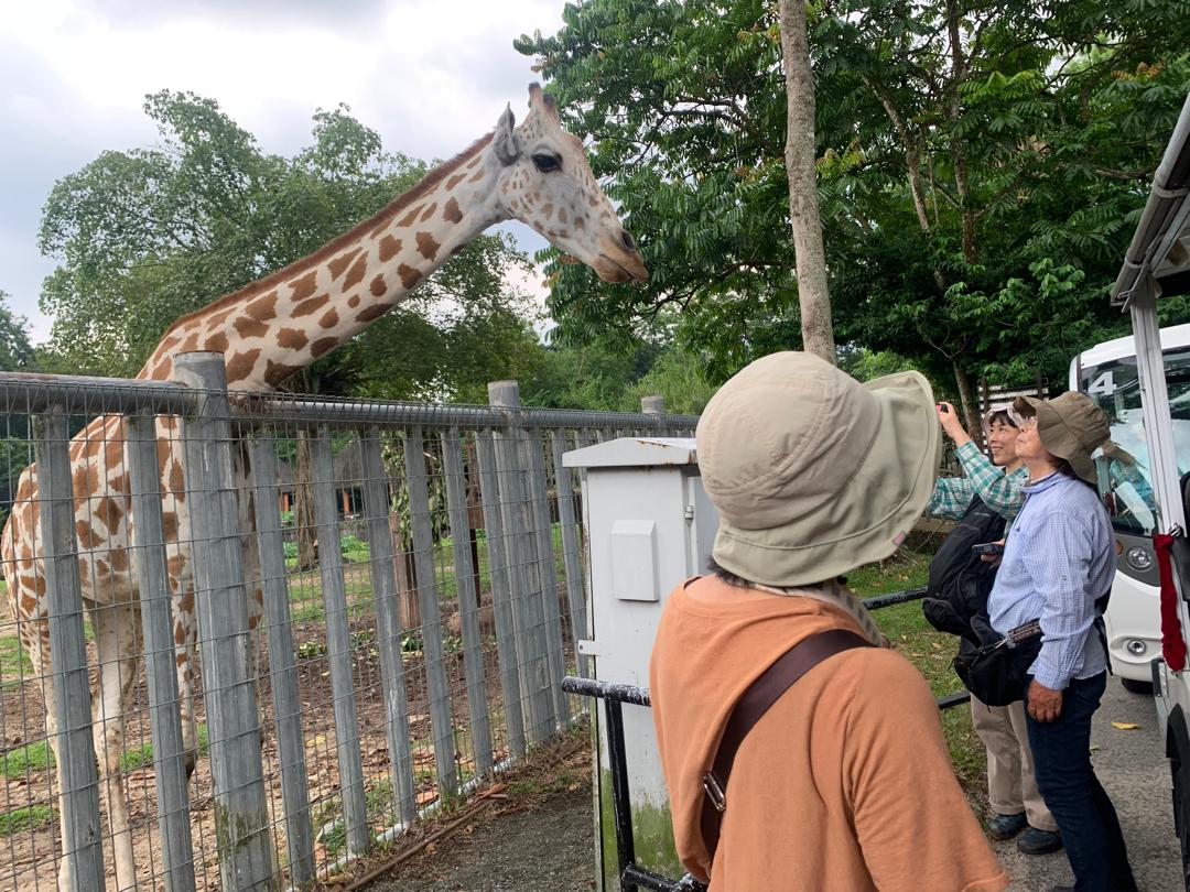 從檳城出發，探訪霹靂市紅毛猩猩和動物園