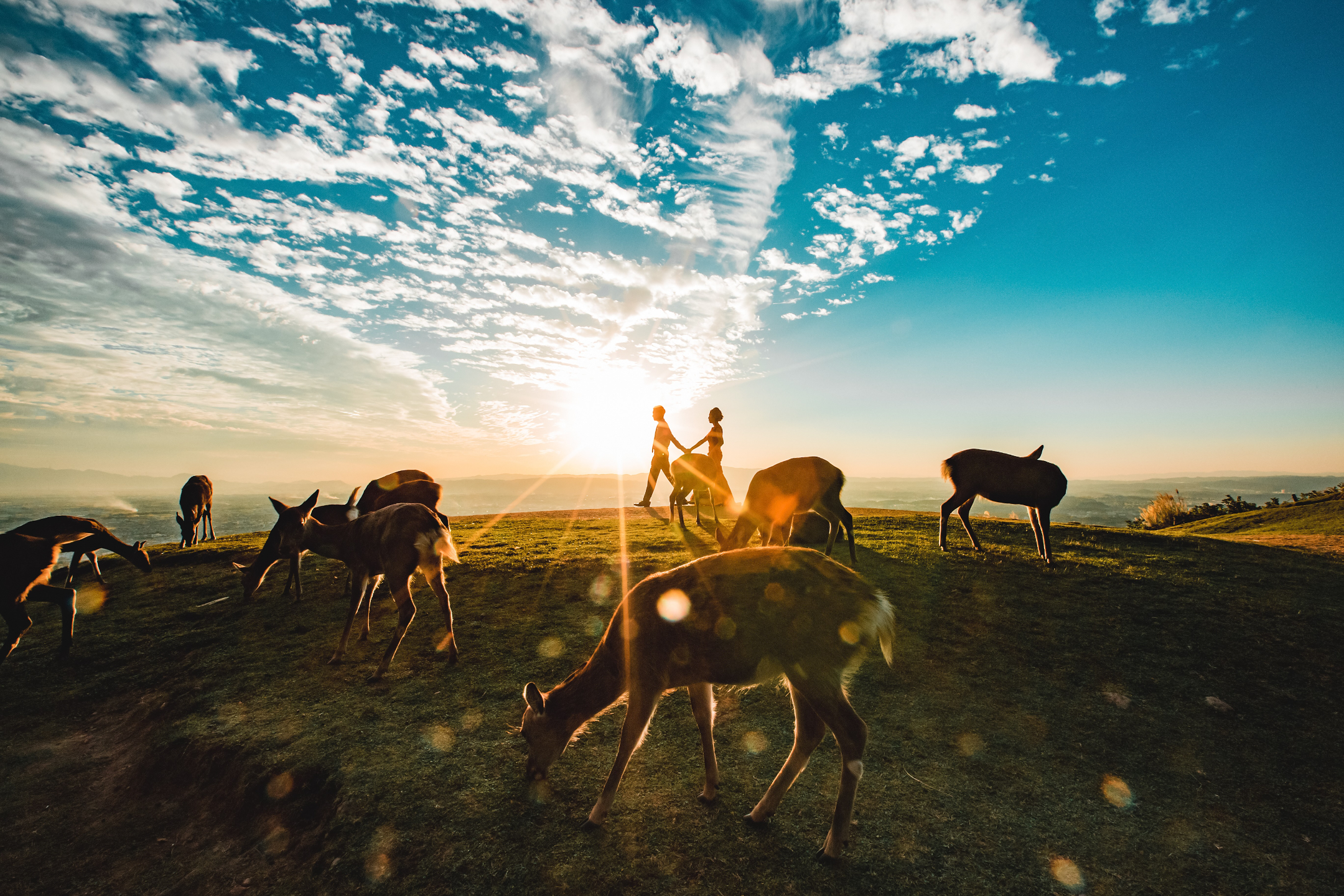 若草山 - 可以俯瞰奈良市全景的山丘,尤其是在日落時分,景色非常浪漫。 若草山 - 可以俯瞰奈良市全景的山丘,尤其是在日落時分,景色非常浪漫。