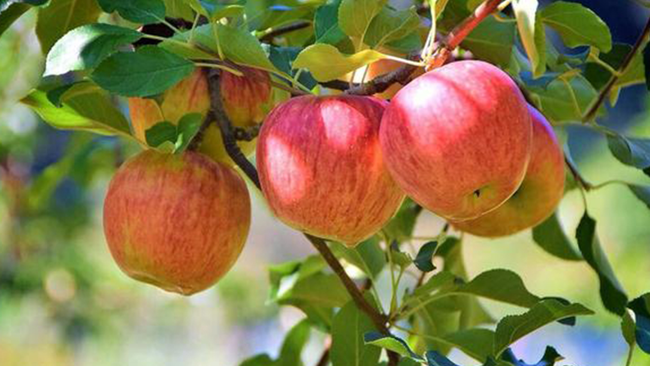 秋天的蘋果清脆香甜、多汁飽滿。現場品嚐現採水果的美味，非常適合熱愛大自然和戶外活動的旅客。