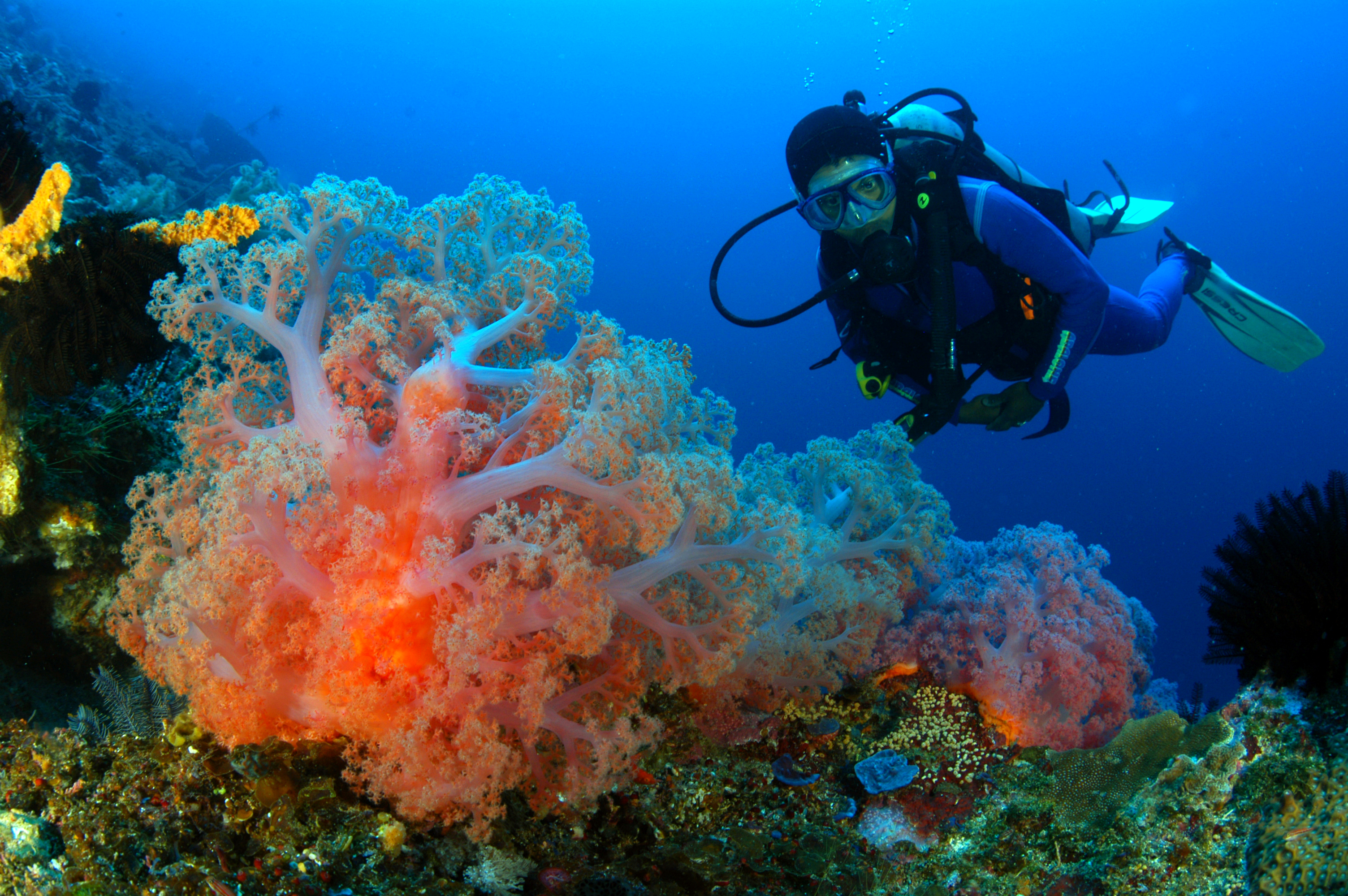 潛水和喜悅：藍夢島的三個有趣的潛水與PADI5* 中心
