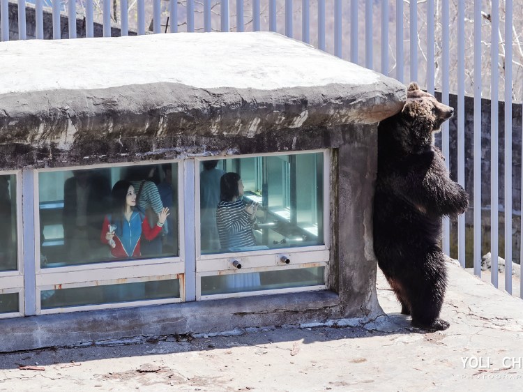 【北海道小富士山登别一日游】小富士羊蹄山&洞爷湖展望台&Lake Hill Farm&熊牧场&登别地狱谷一日游(赠送冰淇淋)