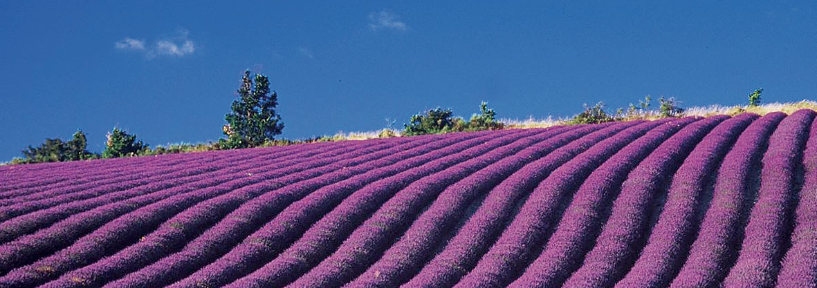 Provence & Lavander join-in tour