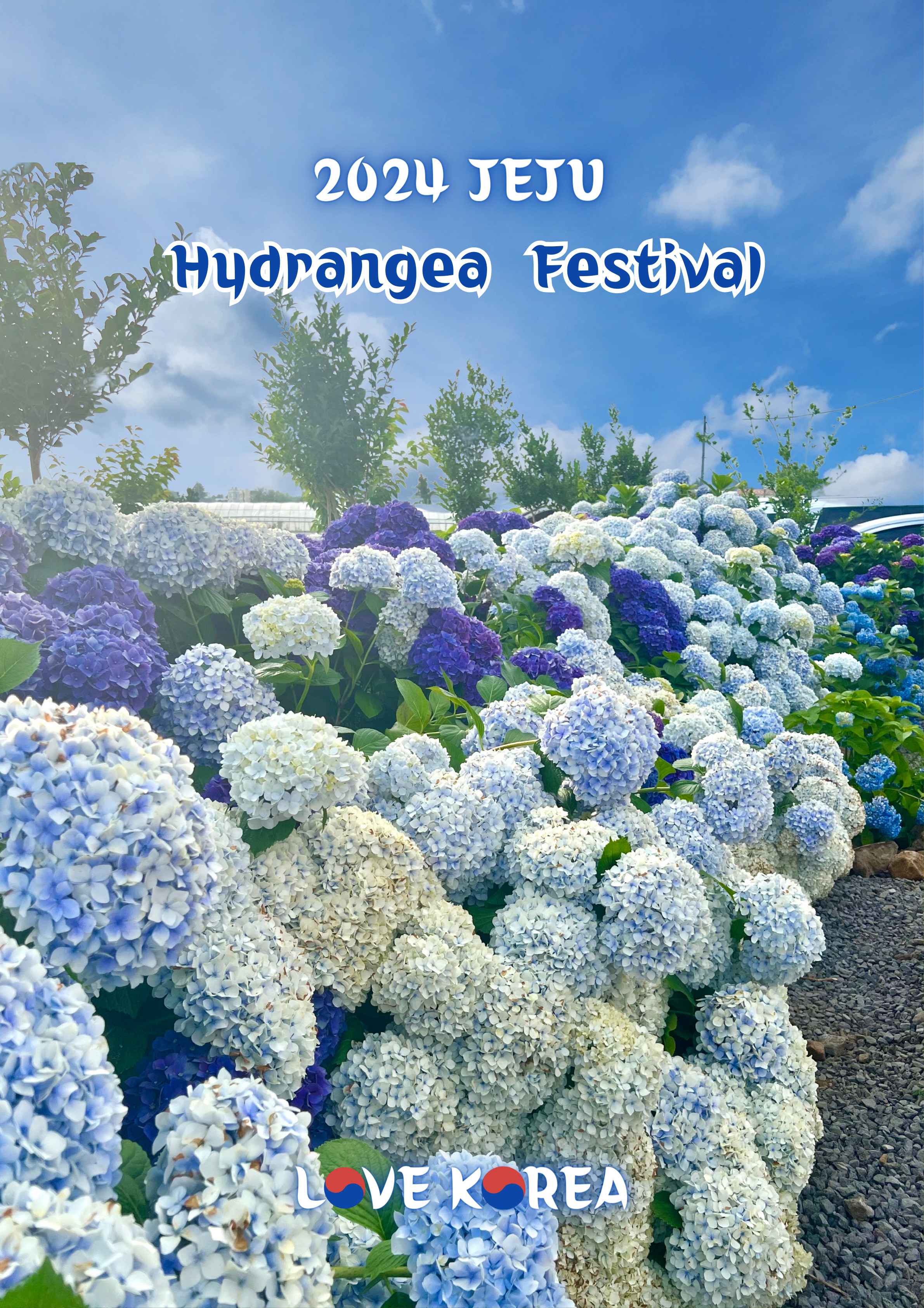 JEJU 2024 Hydrangea Festival Day-Tour 