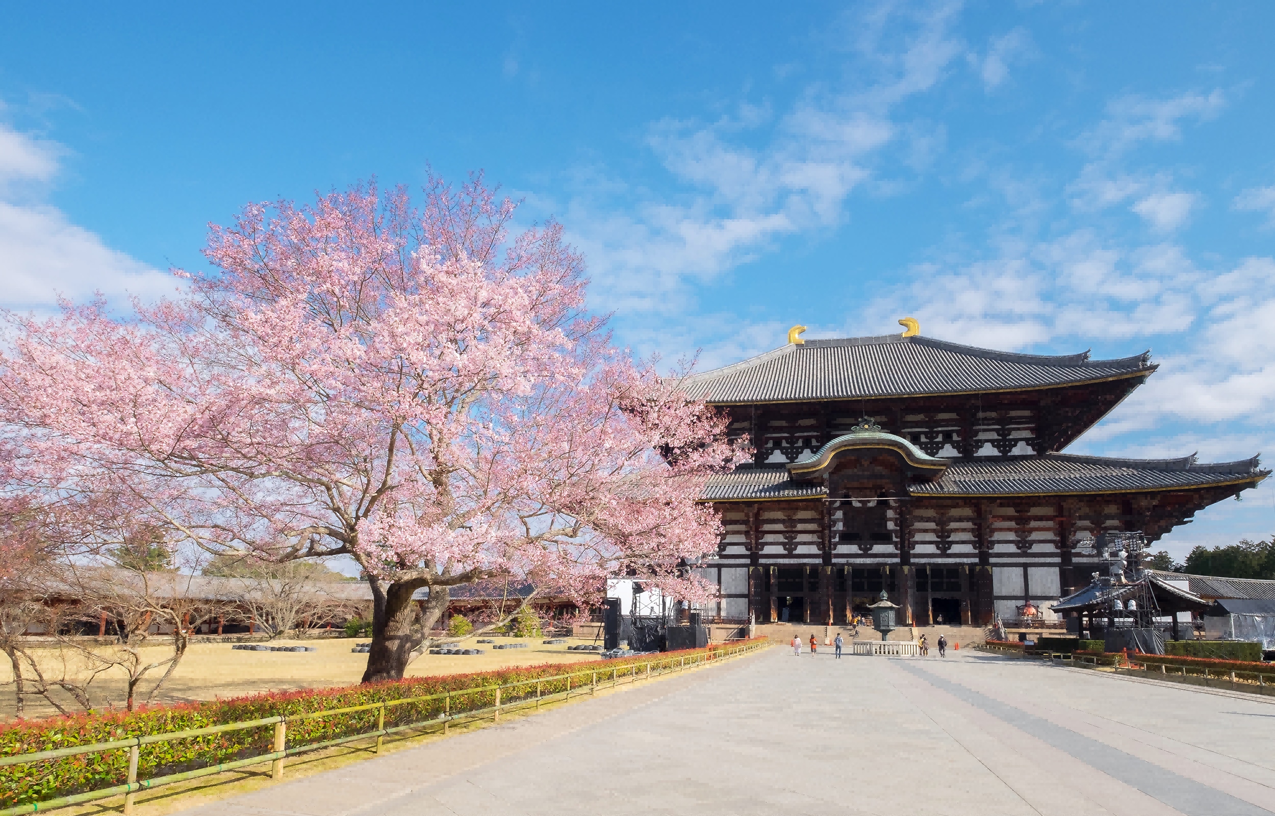 奈良公園內約1700株櫻花樹競相綻放,染井吉野櫻、奈良八重櫻、枝垂櫻等品種錯落交織,將這片承載著厚重歷史的土地,化作被粉白霞光包裹的浪漫世界。 奈良公園內約1700株櫻花樹競相綻放,染井吉野櫻、奈良八重櫻、枝垂櫻等品種錯落交織,將這片承載著厚重歷史的土地,化作被粉白霞光包裹的浪漫世界。