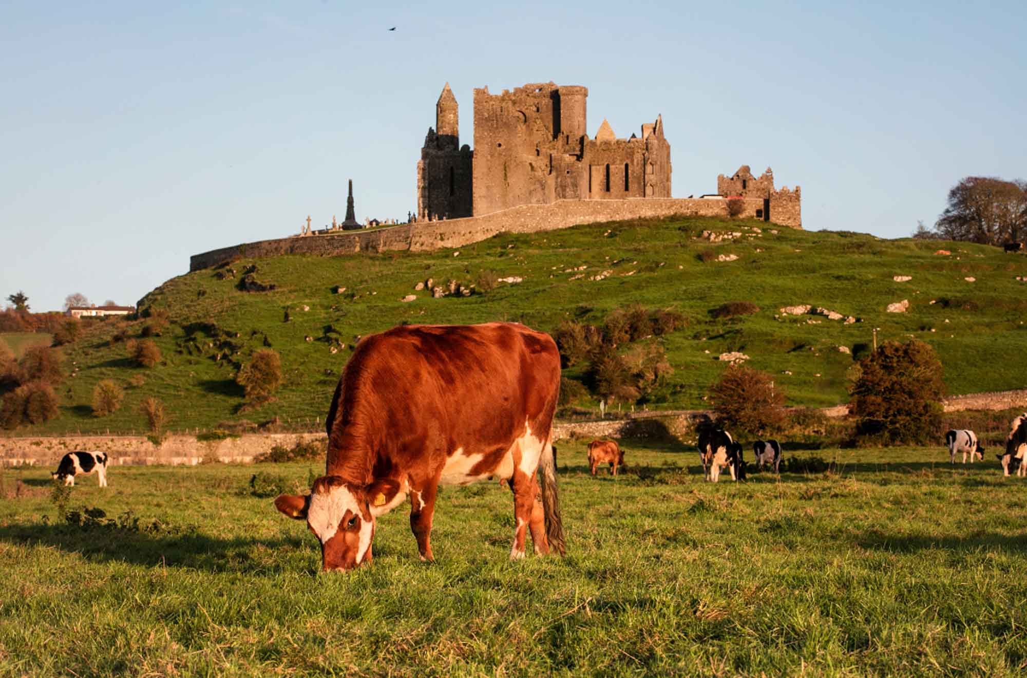 從都柏林出發，前往布拉尼城堡、卡舍爾岩石和卡希爾城堡一日遊