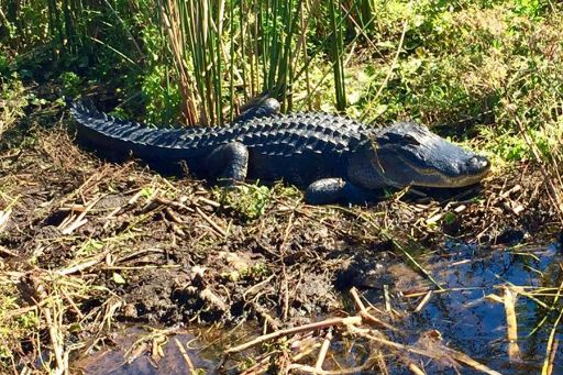 wild alligator