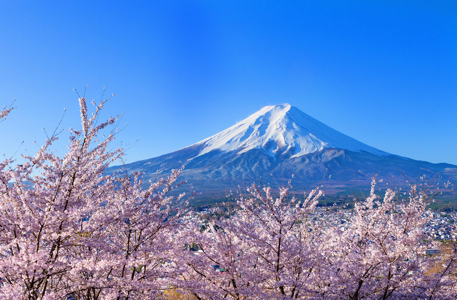 新倉山淺間公園是欣賞富士山的絕佳地點~ 新倉山淺間公園是欣賞富士山的絕佳地點~