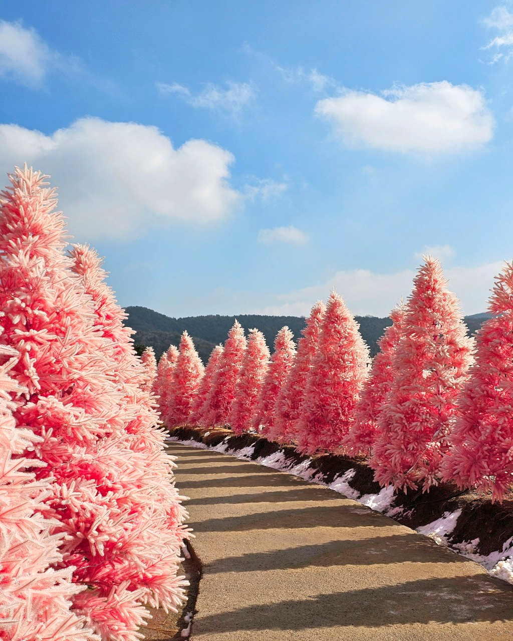💖 在香草島樂園漫步於夢幻粉紅森林。