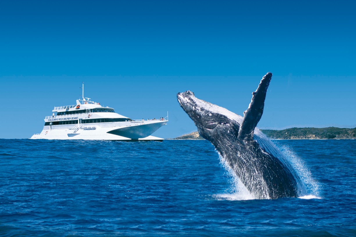 Tangalooma Whale Watching Tour with English or Japanese Guide