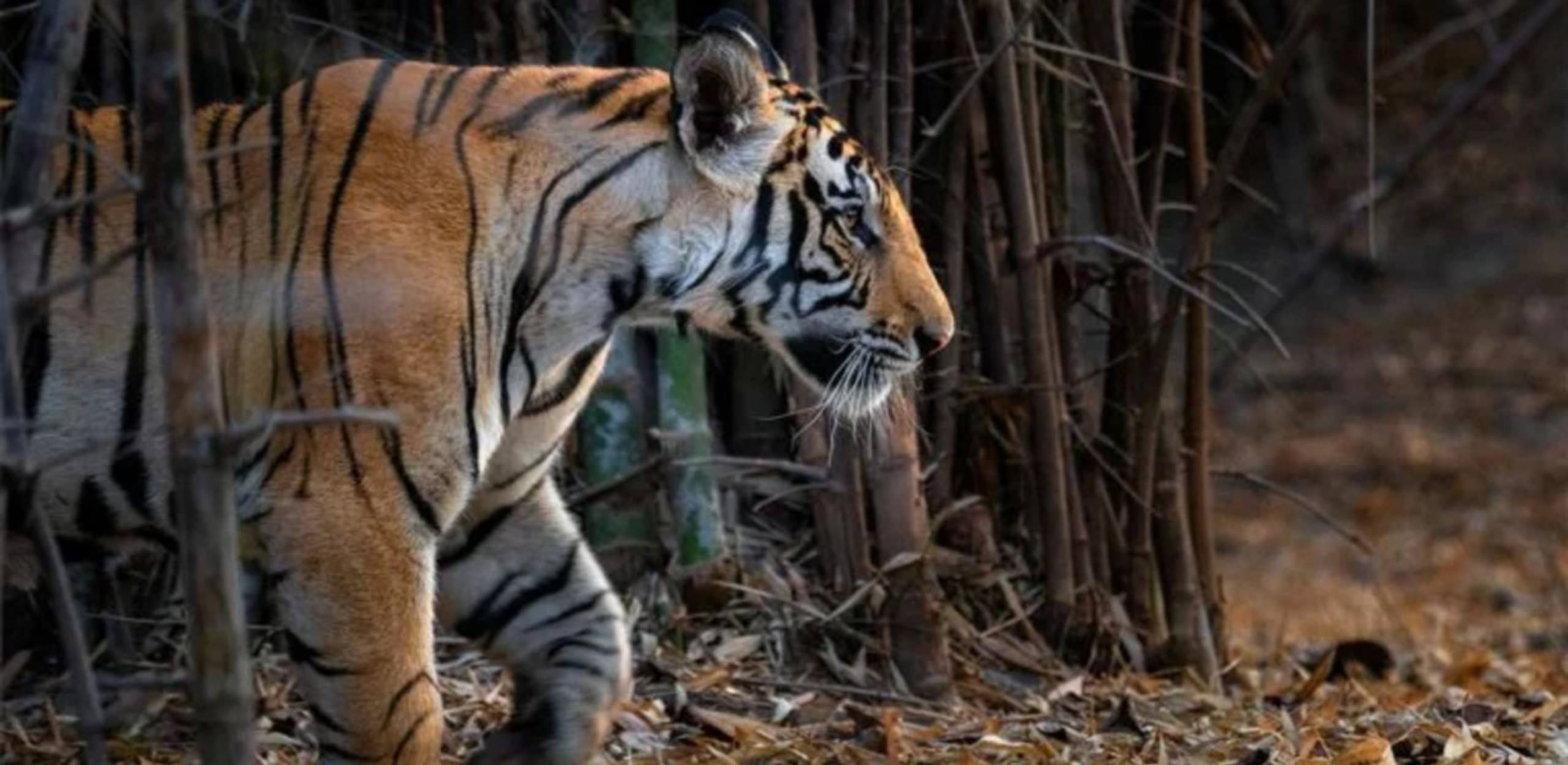 Mumbai: Buddhist Kanheri Caves with Tiger Safari