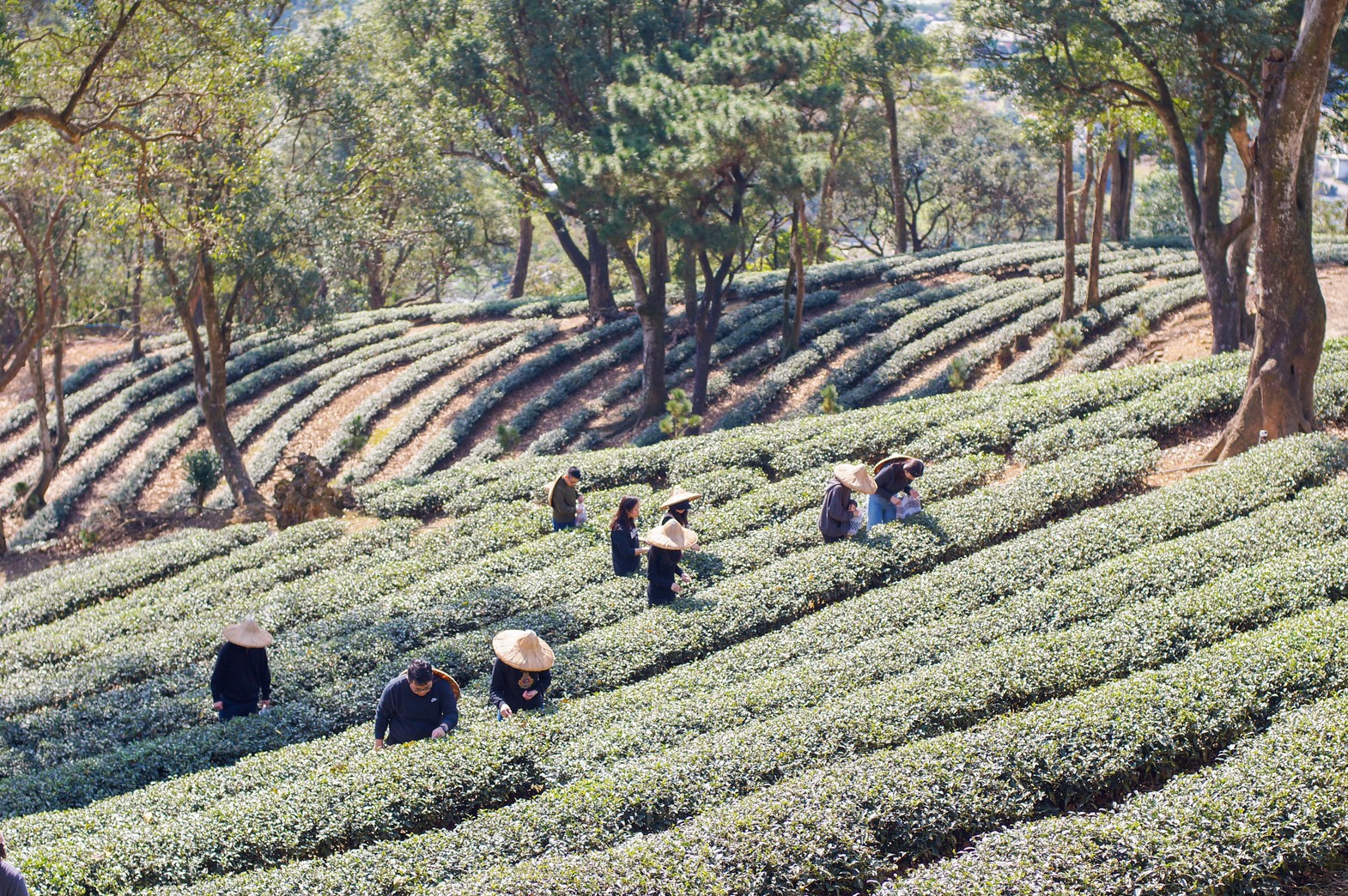 宜蘭品茶&茶園導覽&揉茶體驗活動