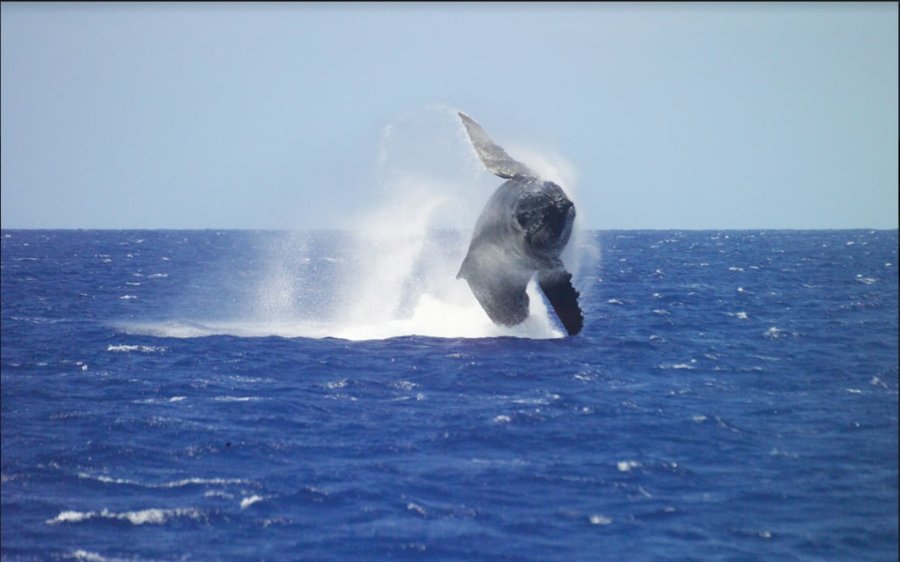 在歐胡島盡情享受最棒的賞鯨體驗,並向專業解說員學習有關座頭鯨的知識。 在歐胡島盡情享受最棒的賞鯨體驗,並向專業解說員學習有關座頭鯨的知識。