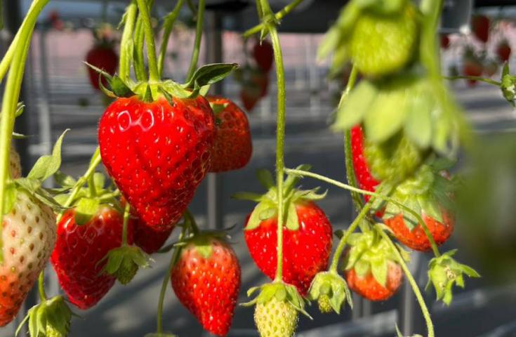 Ashikaga Flower Park Illumination Day Tour with Strawberry Picking