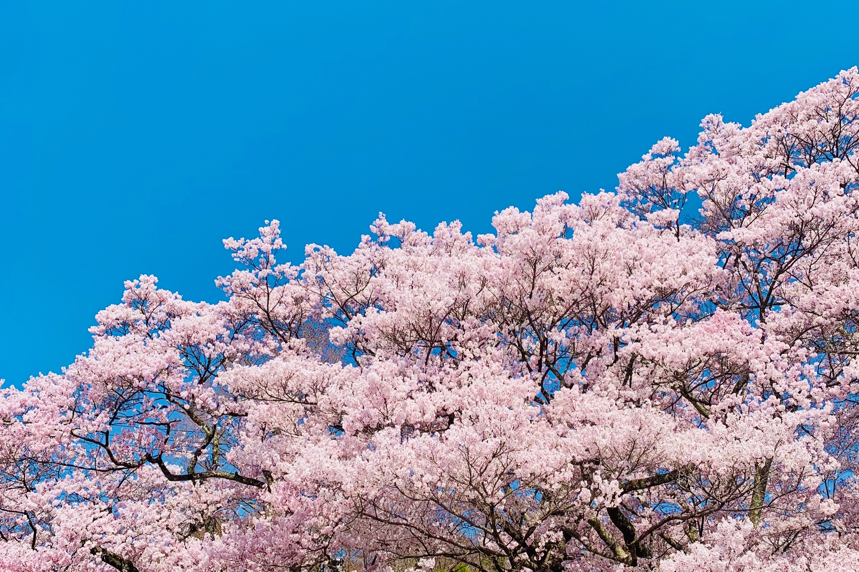 高遠城址公園 & 恵那峽谷賞櫻之旅（名古屋出發）