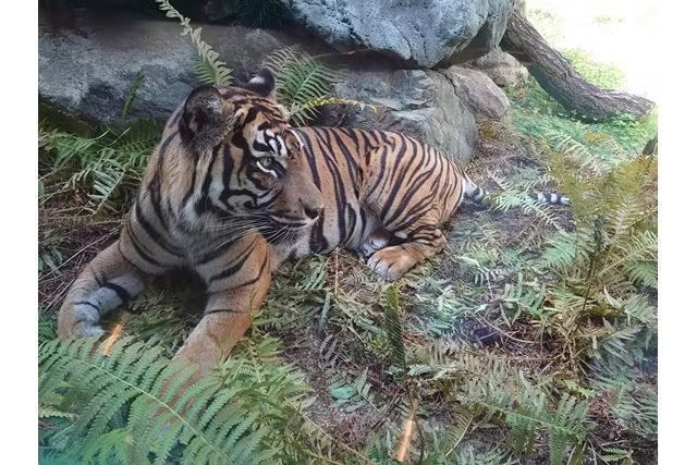名古屋市東山動植物園 (Nagoya-City Higashiyama Zoo and Botanical Gardens)