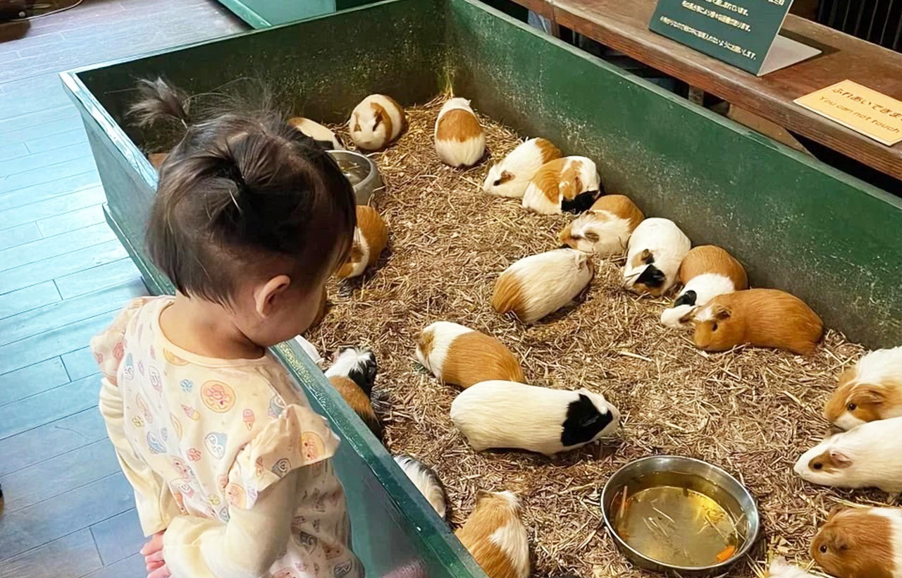 【親子推薦】大分一日遊｜由布院漫步, 金鱗湖晨光, 九州自然動物園, 別府海&灶地獄｜福岡出發