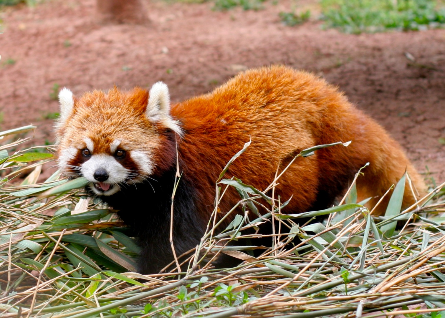 chengdu red panda