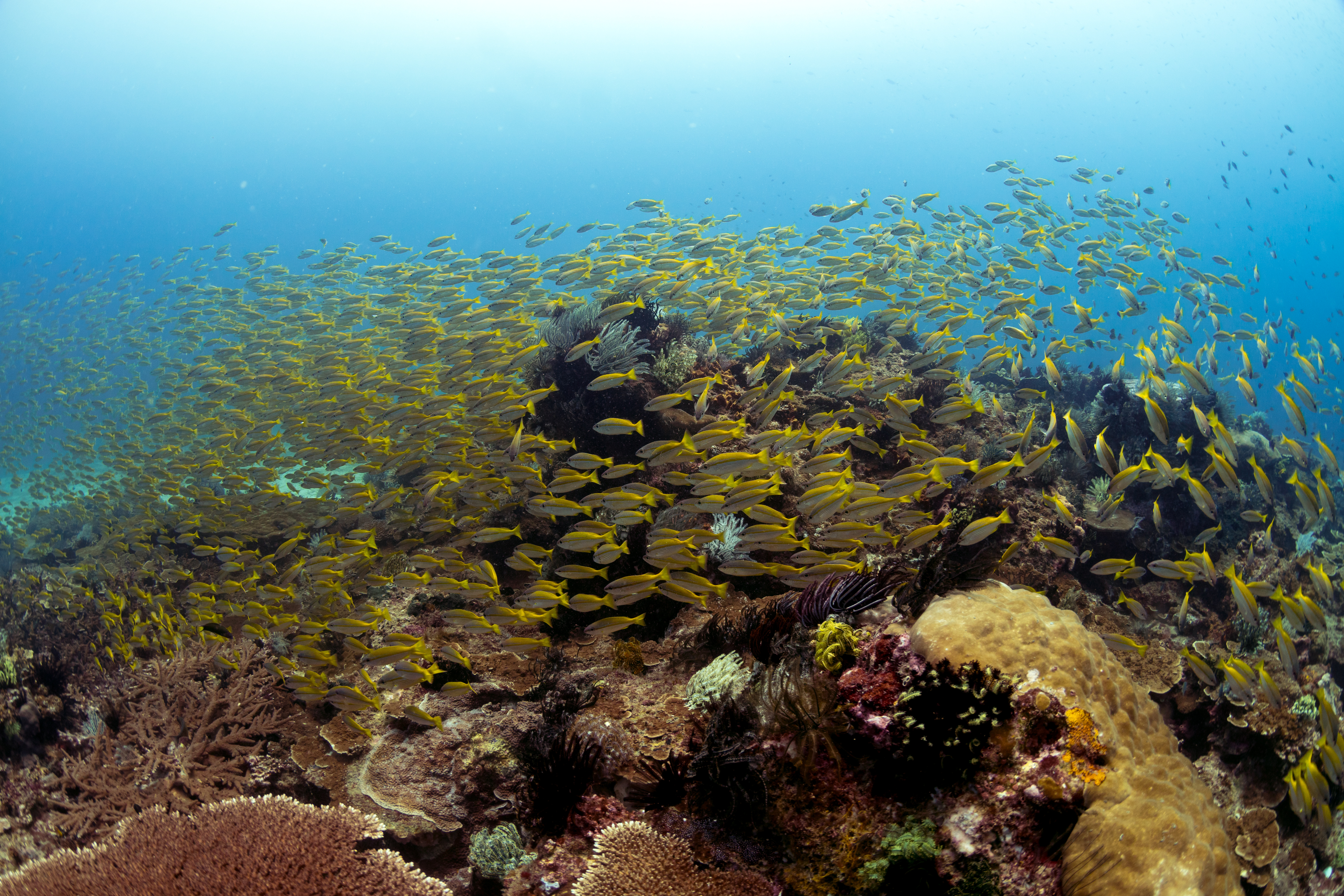 馬布島 PADI 五星潛水中心開放水域潛水員線上課程