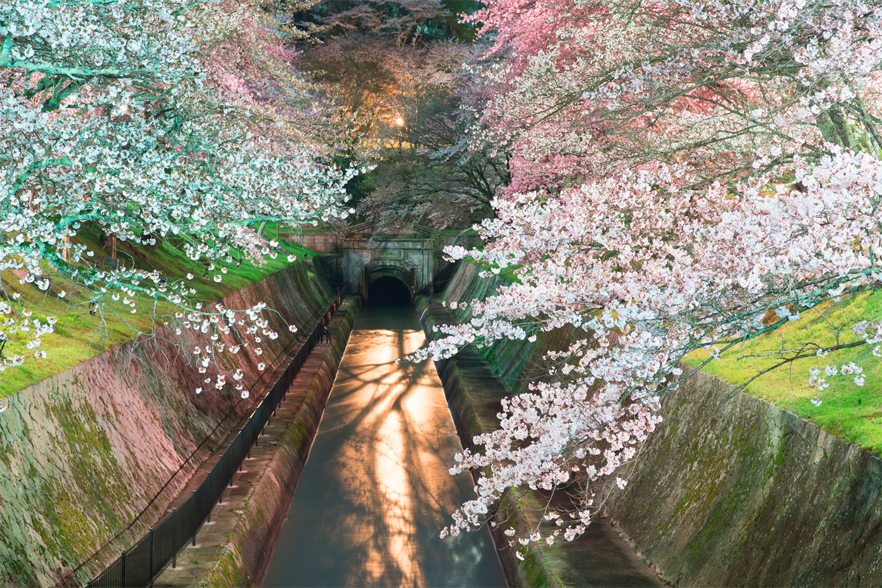 櫻花季限定-關西美秀美術館/近江八幡&三井寺&琵琶湖第一疏水賞夜櫻一日遊｜大阪/京都出發