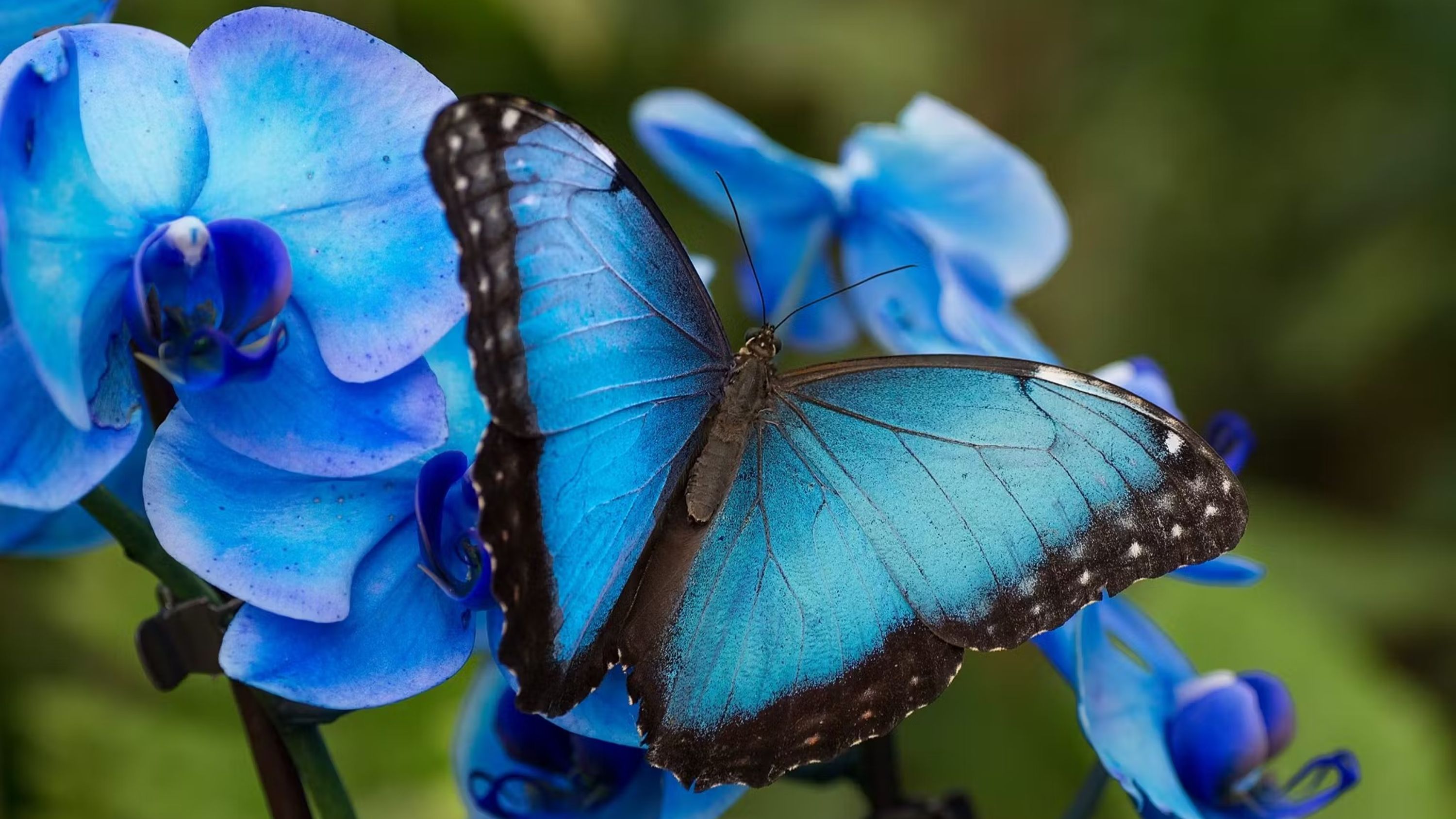 Benalmadena Butterfly Park ticket in Malaga