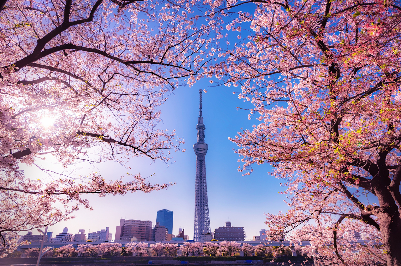 隅田公園賞櫻還有一個特別之處,走在整段賞花漫步道上,都能看到不遠處的東京晴空塔,感覺特別浪漫。 隅田公園賞櫻還有一個特別之處,走在整段賞花漫步道上,都能看到不遠處的東京晴空塔,感覺特別浪漫。