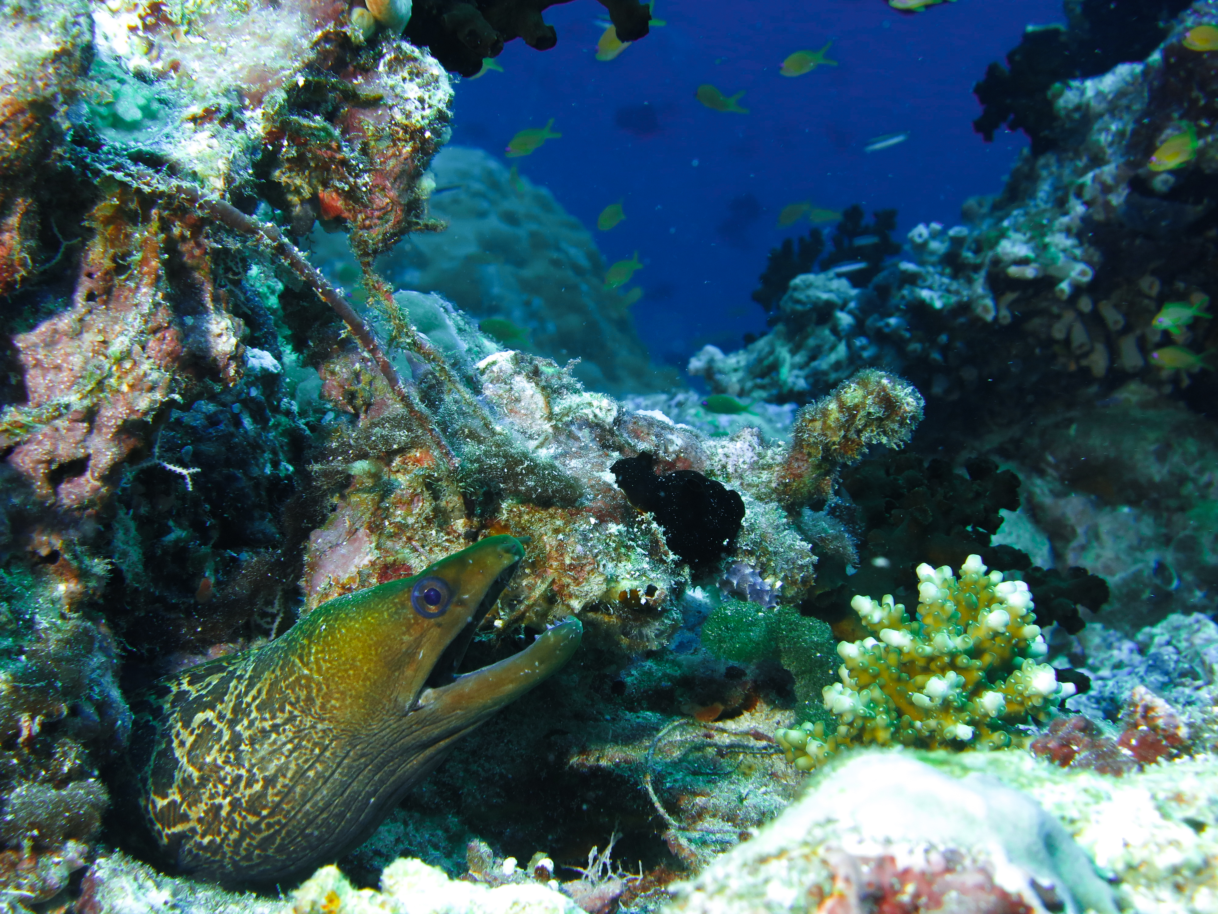 Dive into Rasdhoo's Splendor: Two Fun Dives with PADI 5* Dive Center