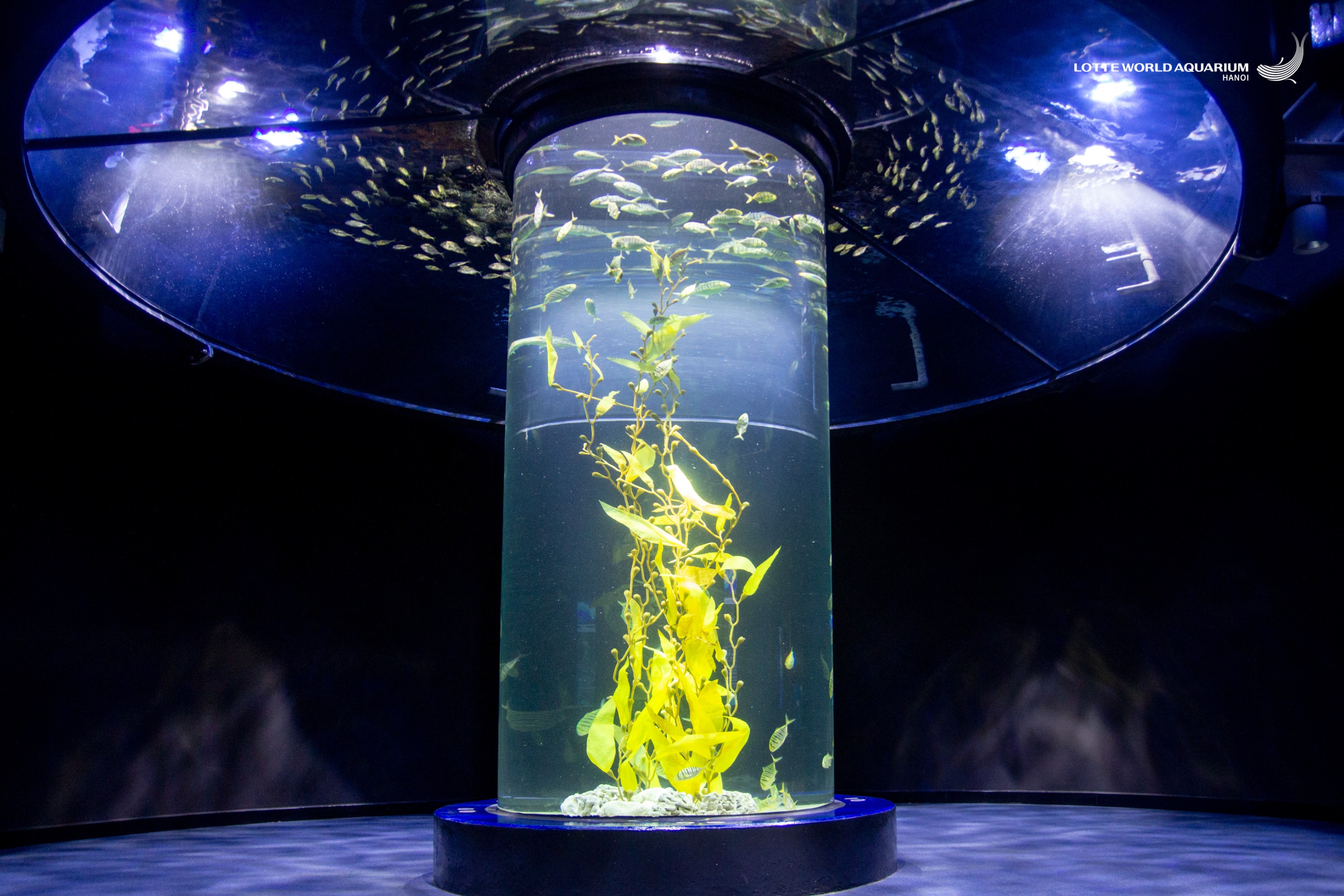 河內樂天世界水族館門票