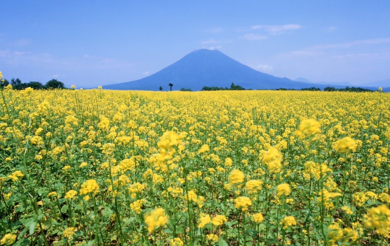 二世谷賞樱騎行一日遊 | 沉浸式探索北海道鄉野風光（札幌出發）