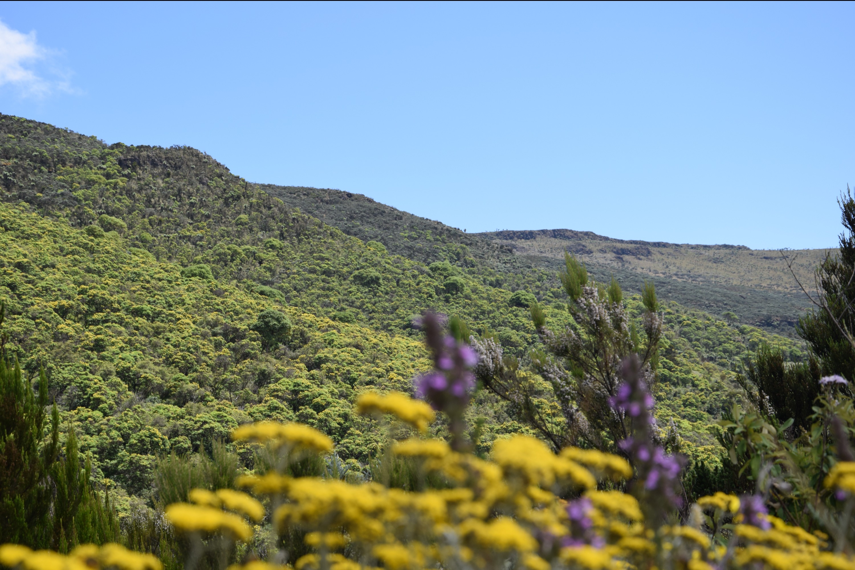 Hike the Enchanting Seven Ponds of the Aberdares (One-Day Trip)