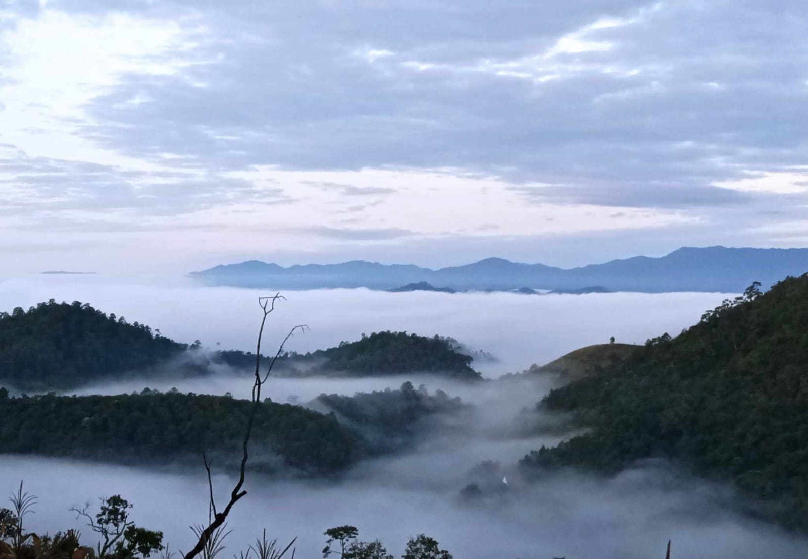 Doi Inthanon Reforestation and Trekking Tour