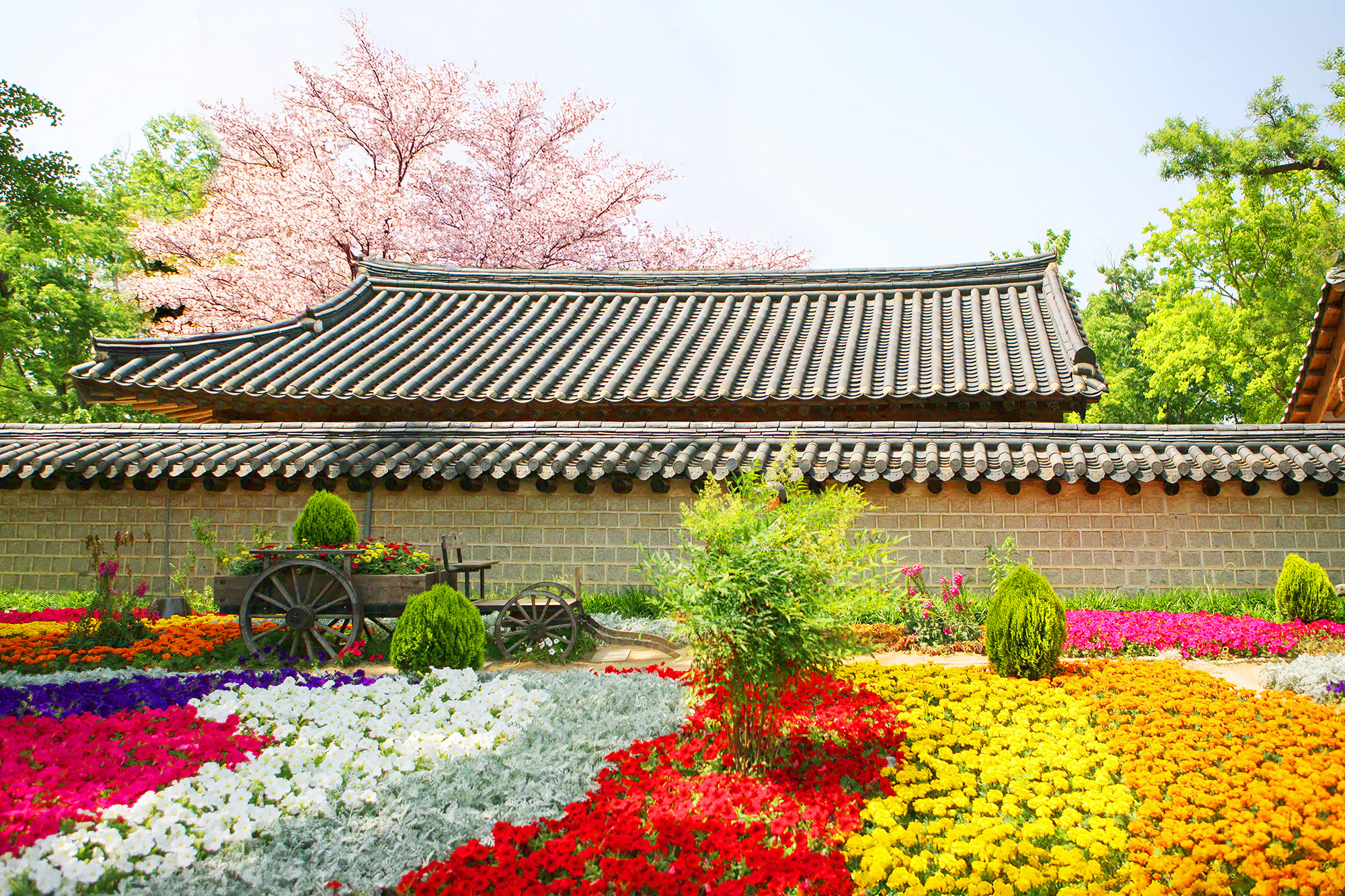 春天,韓屋村的每個角落都開滿了鮮花。🌸 春天,韓屋村的每個角落都開滿了鮮花。🌸