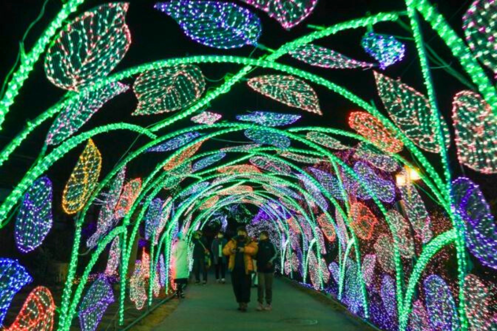 Beautifully arranged in themed gardens, the lights create a magical ambiance, making it one of Korea’s most beloved seasonal events for families and couples.