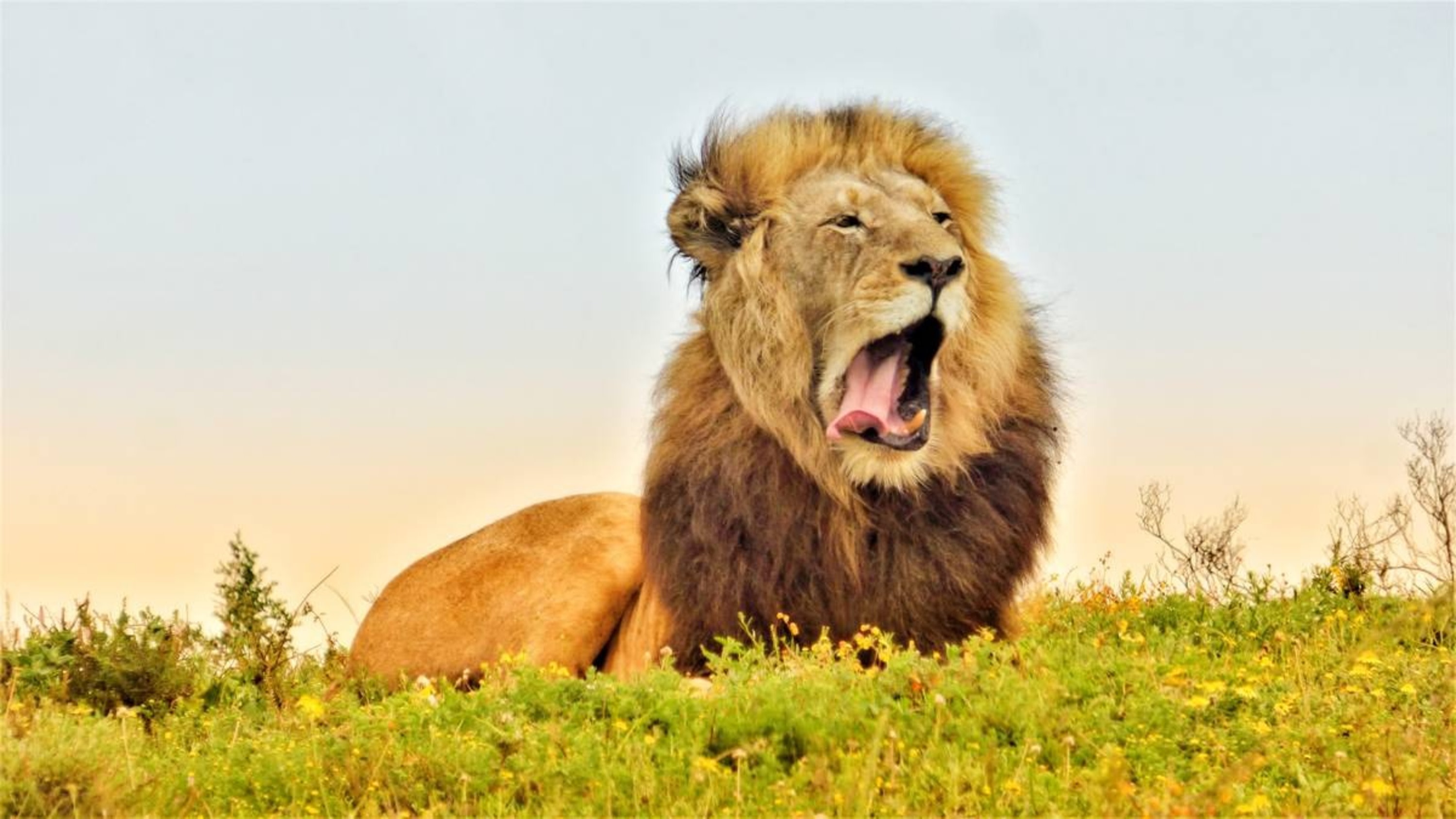 Full-day open vehicle safari in Eastern Cape