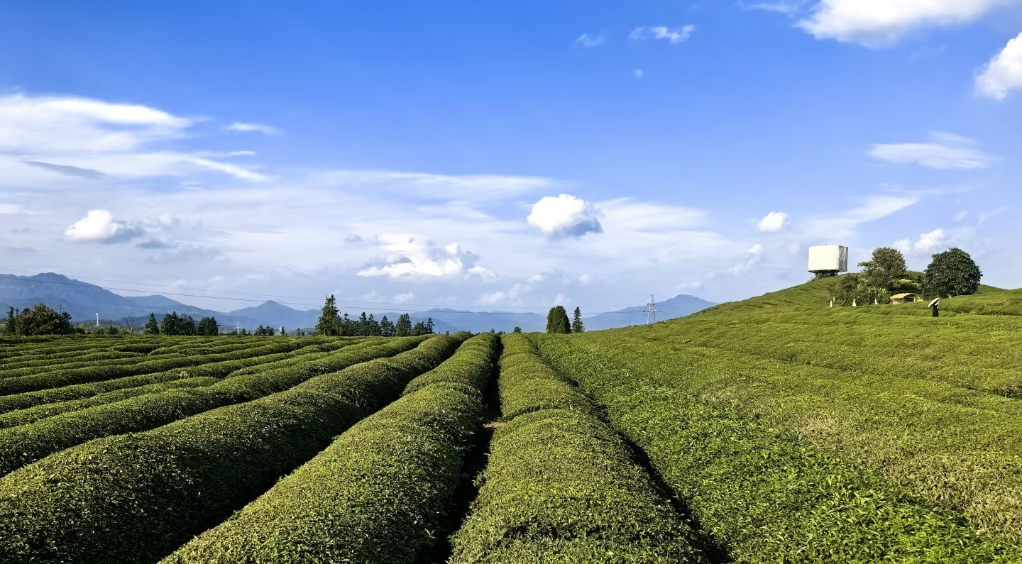 澄澈的藍天與無垠的茶田在天際線處相接，整齊的茶壟如大地的指紋延伸向遠方