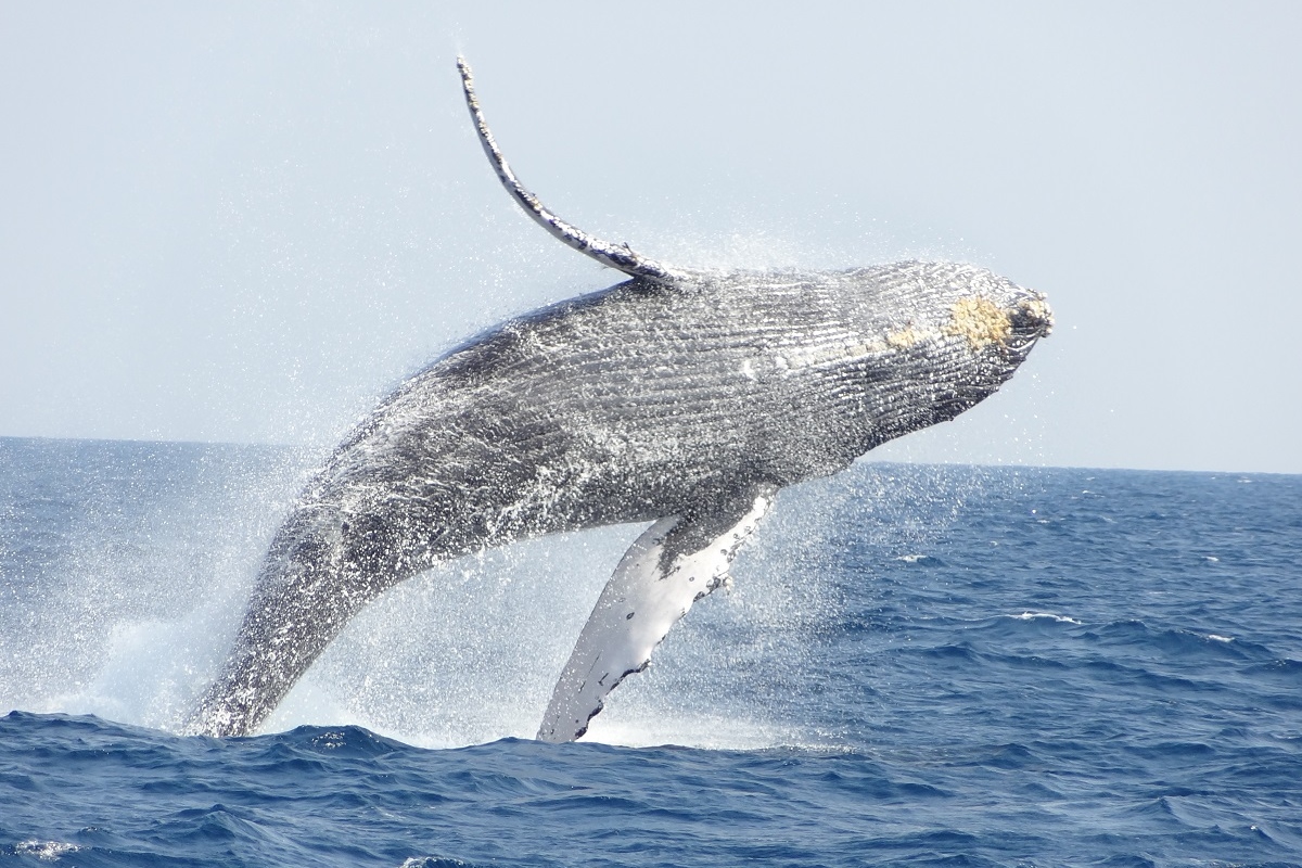 Okinawa Whale Watching Tour with Free Round-Trip Transfer & Photos