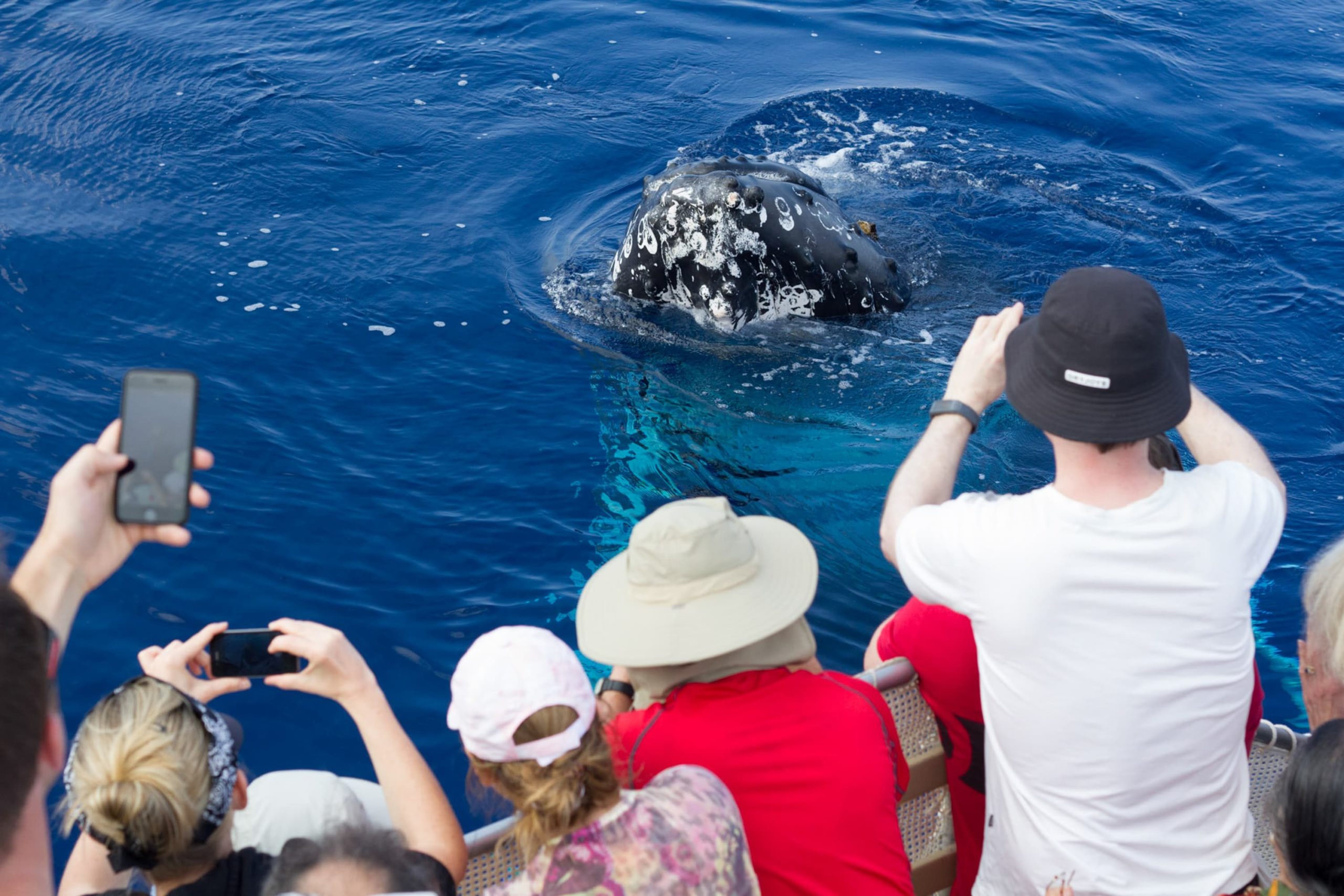 Experience the thrill of spotting mother whales with their calves, a true marine marvel