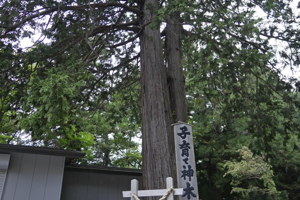 富士山壯麗美景或芝櫻節浪漫花海一日遊 （東京出發）