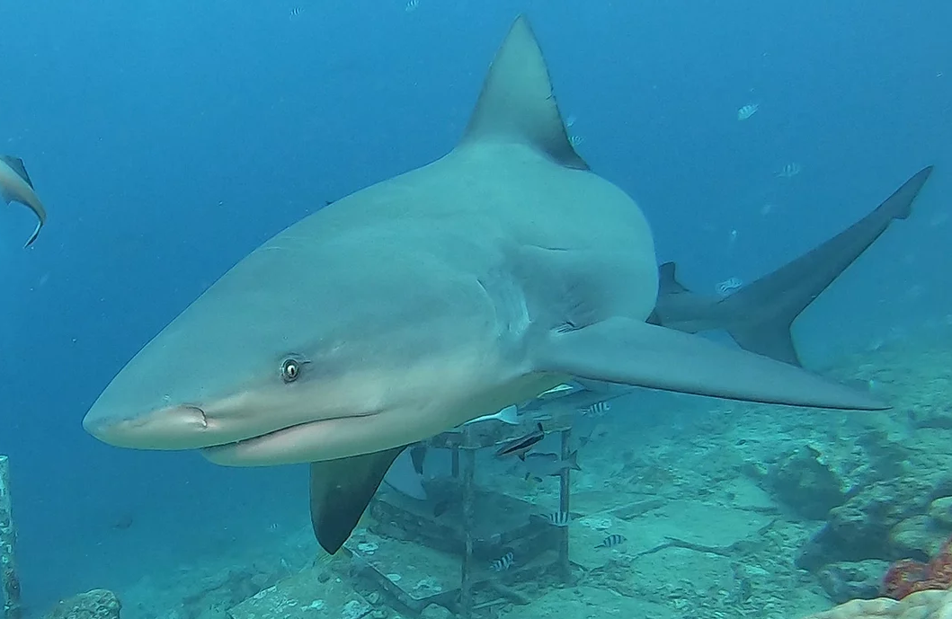 Adopt Shark in Reef Marine Reserve with PADI 5 Star Dive Resort