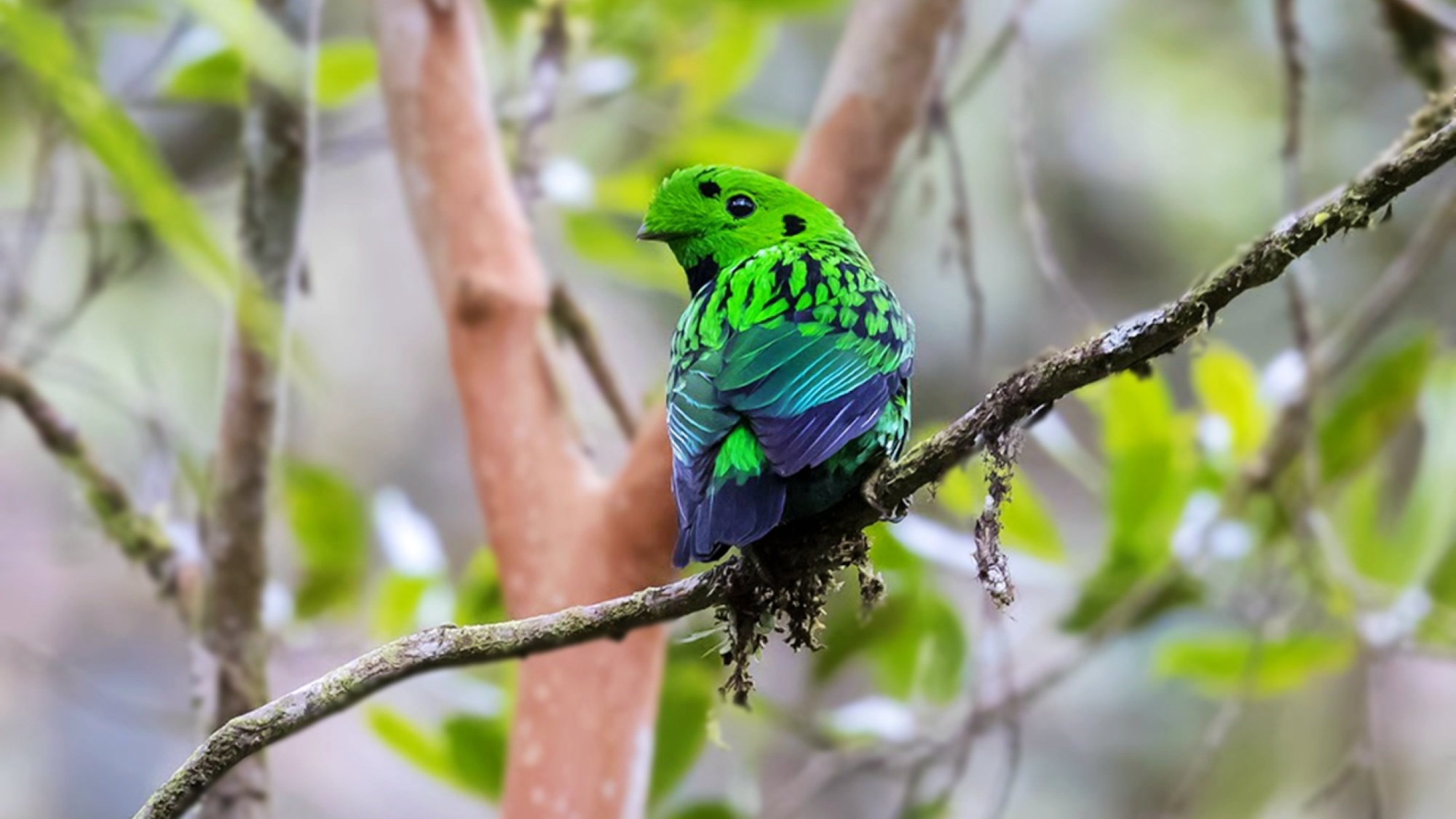Spot many beautiful birds in the area such as the black and yellow broadbill