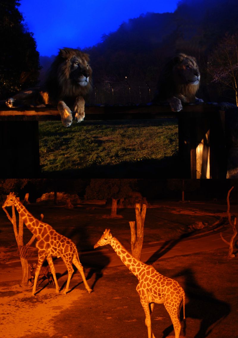 姬路中央公園夜間動物園及煙花表演一日巴士遊