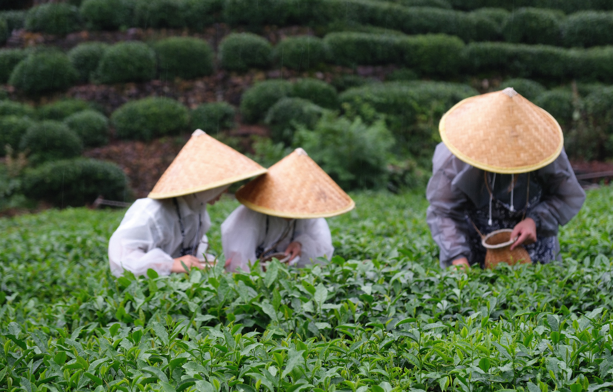 Hangzhou Longjing Tea Culture Private Day Tour