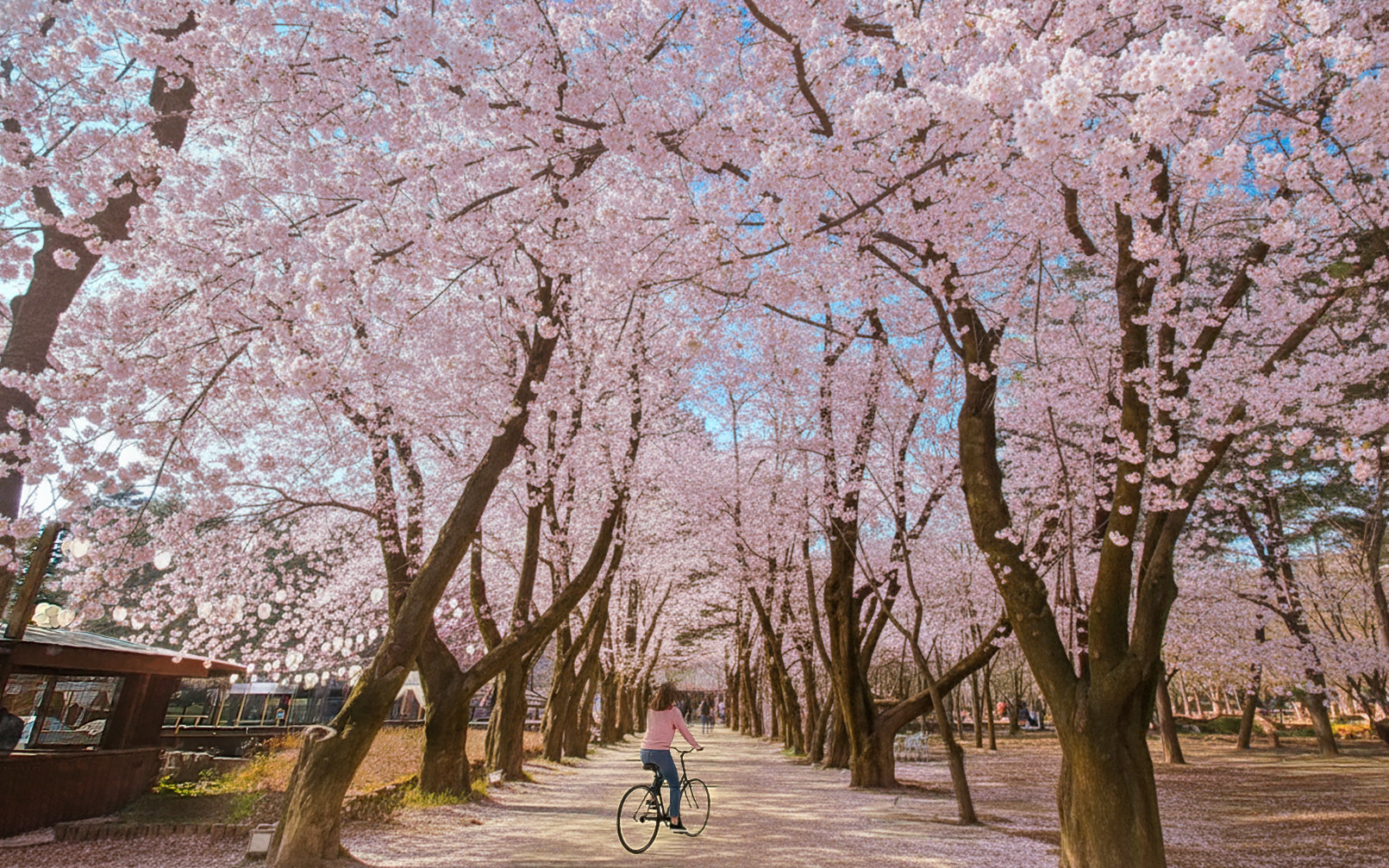 Seoul Nami Island Full-Day Big Group Sightseeing Tour