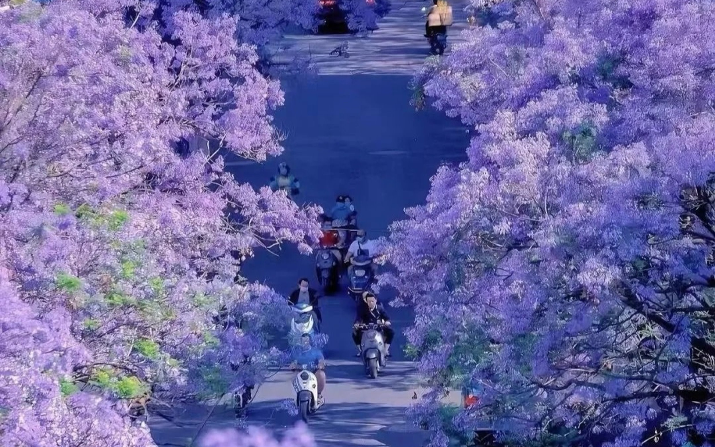 Private car tour of Yunnan Stone Forest + Jacaranda one-day private car tour